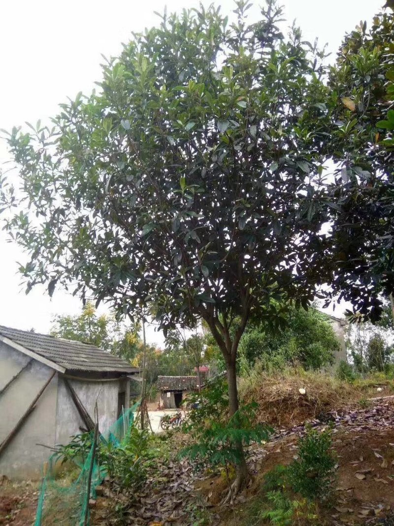 优质枇杷树