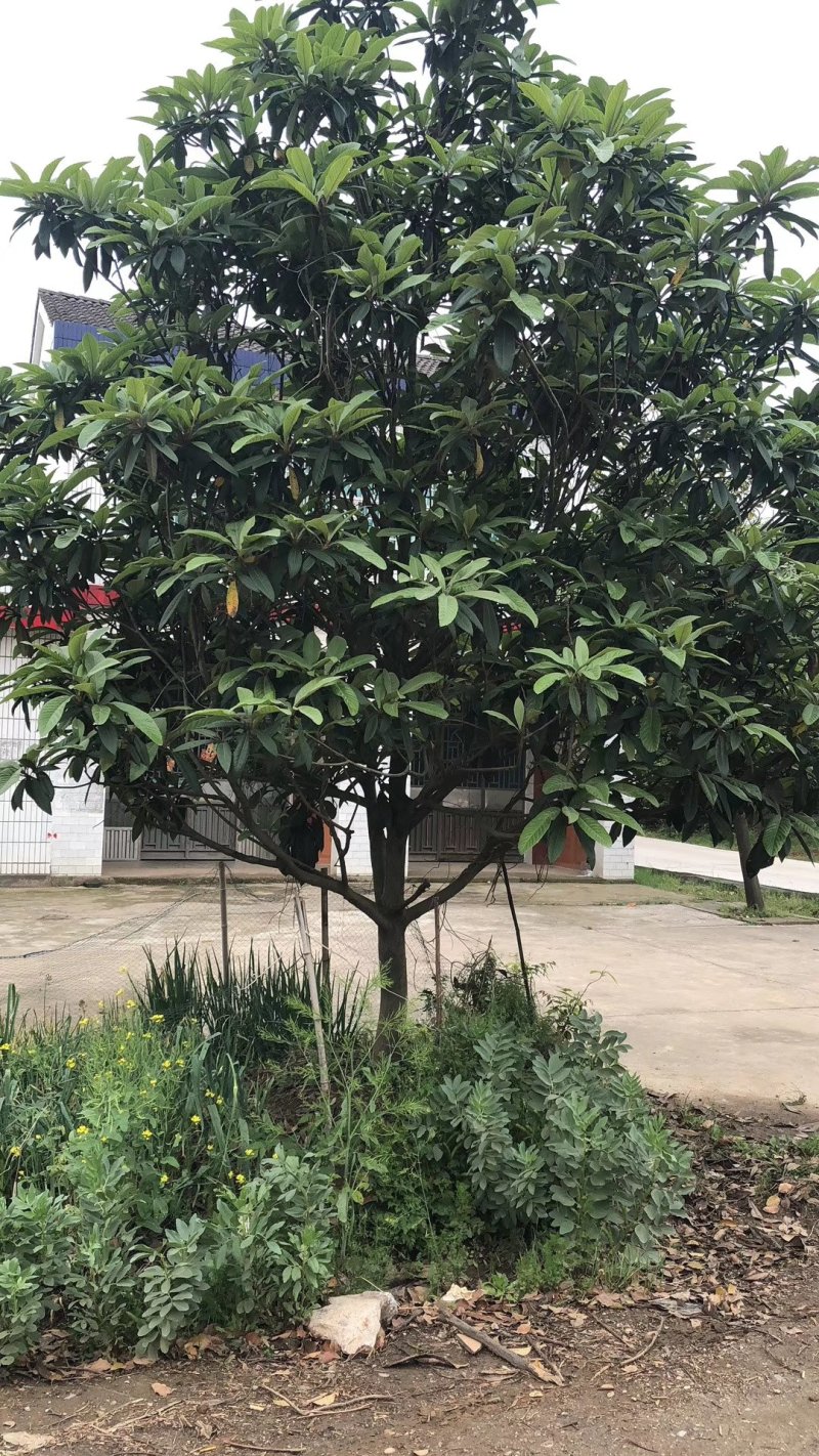 优质枇杷树