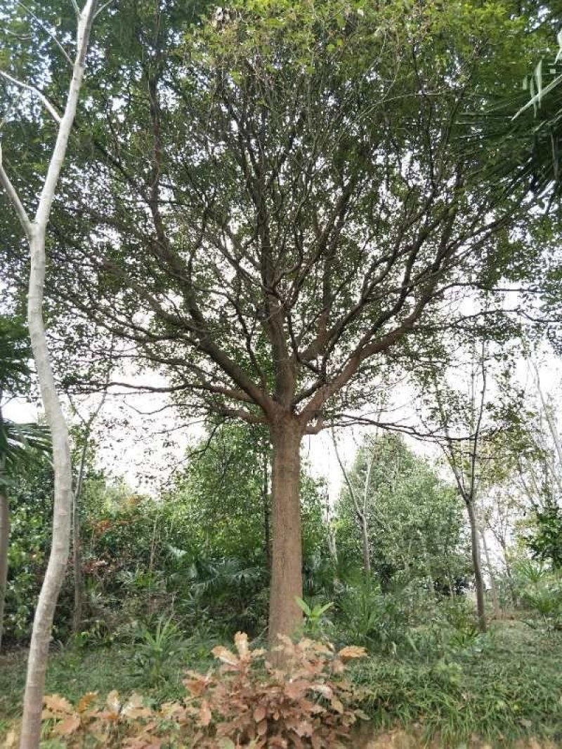 优质香樟