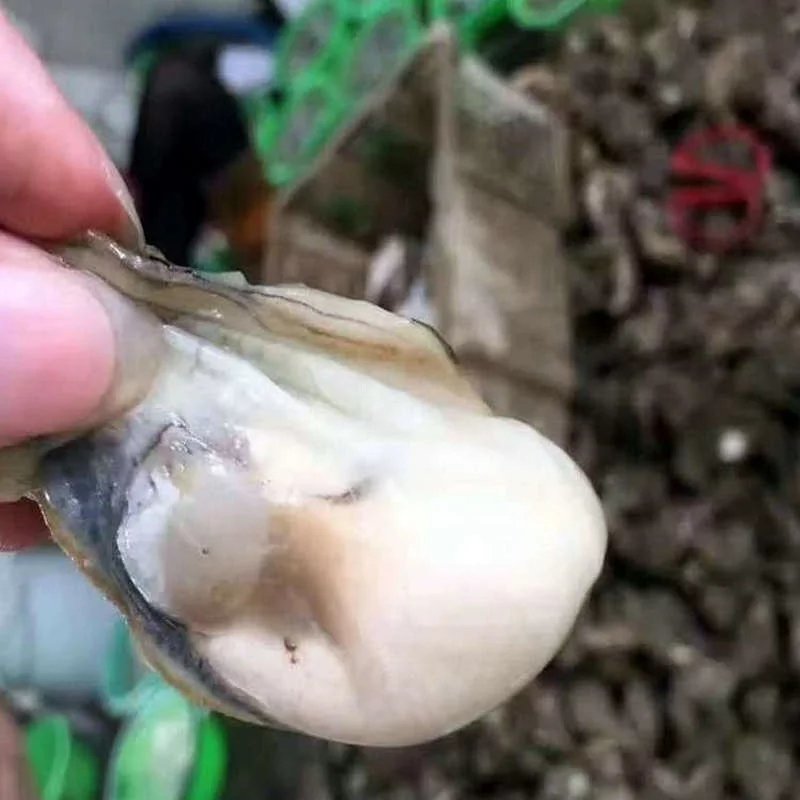 生蚝肉鲜活现剥去壳牡蛎新鲜海蛎子一斤装即食冰鲜生蚝肉