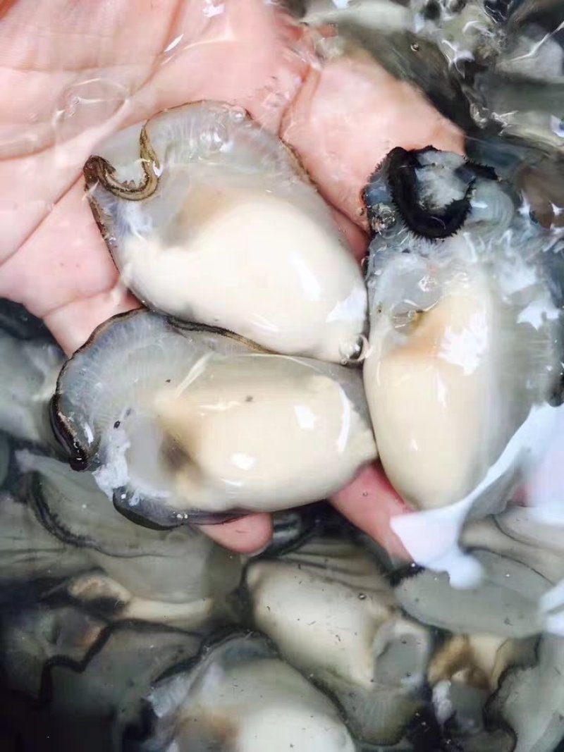 生蚝肉鲜活现剥去壳牡蛎新鲜海蛎子一斤装即食冰鲜生蚝肉