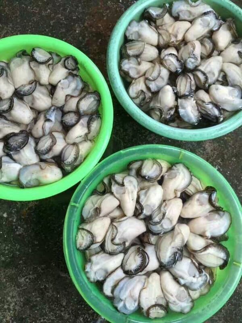 生蚝肉鲜活现剥去壳牡蛎新鲜海蛎子一斤装即食冰鲜生蚝肉