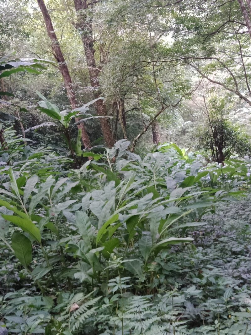 丰产期草果基地转让