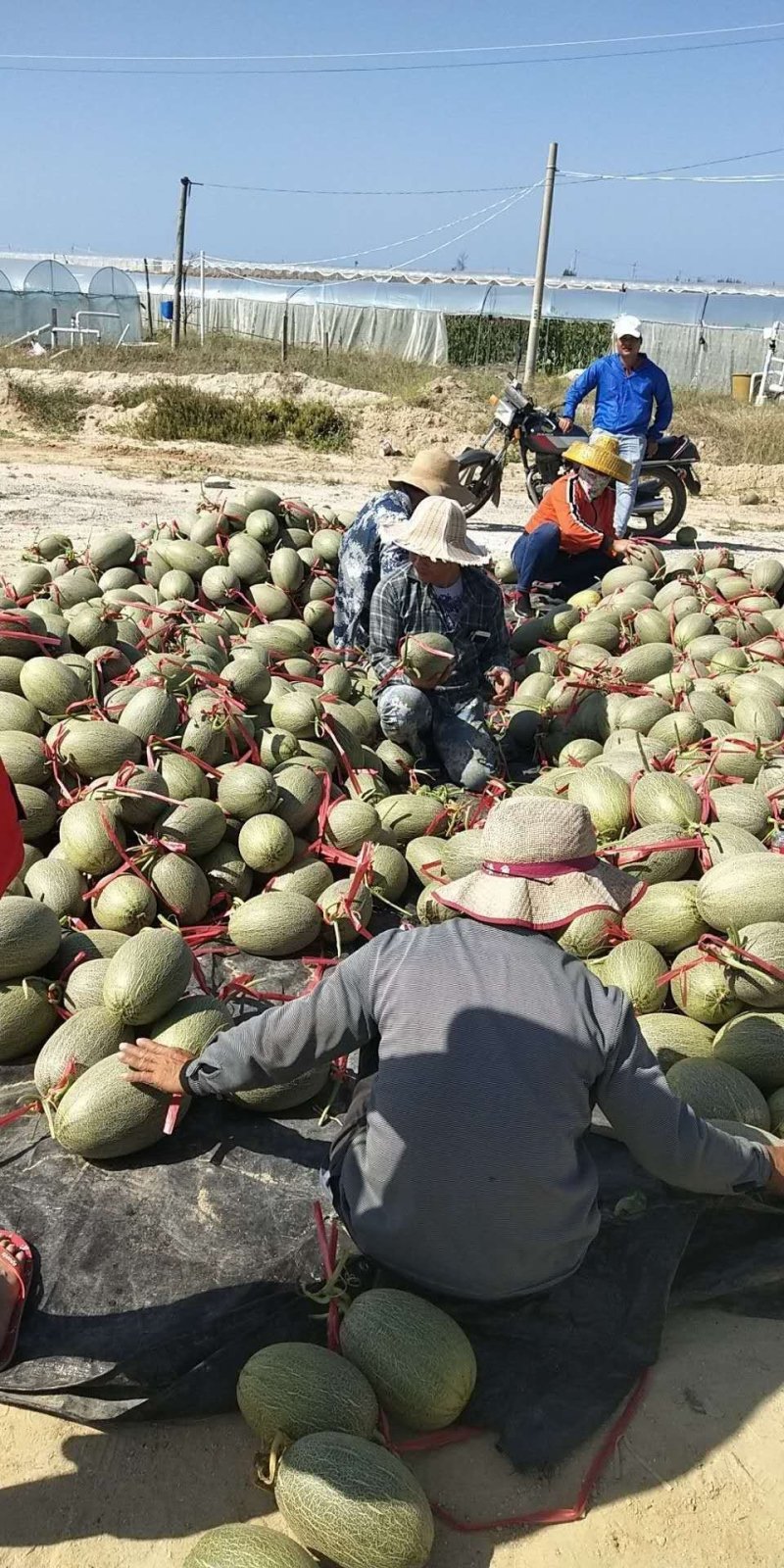西州蜜瓜