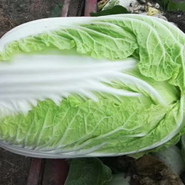 大白菜