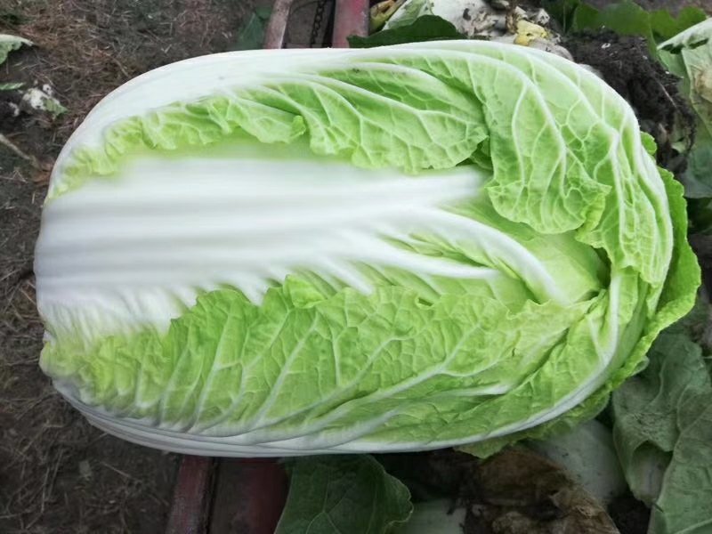 大白菜