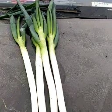 大葱