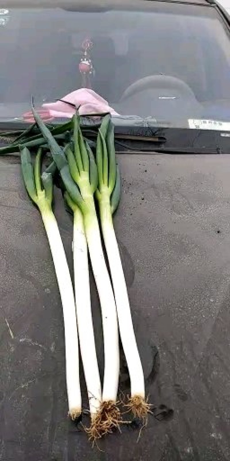 大葱