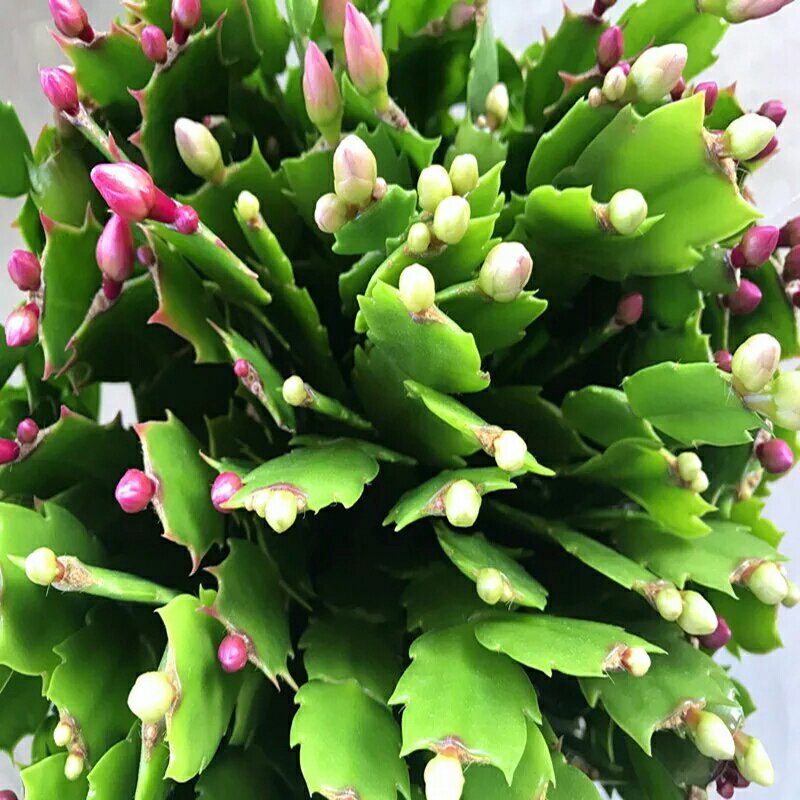 蟹爪兰花卉观花植物常年开花的盆栽带根开花不断