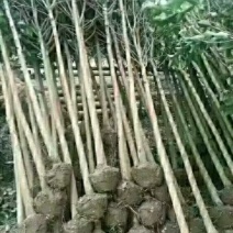 绿化苗木