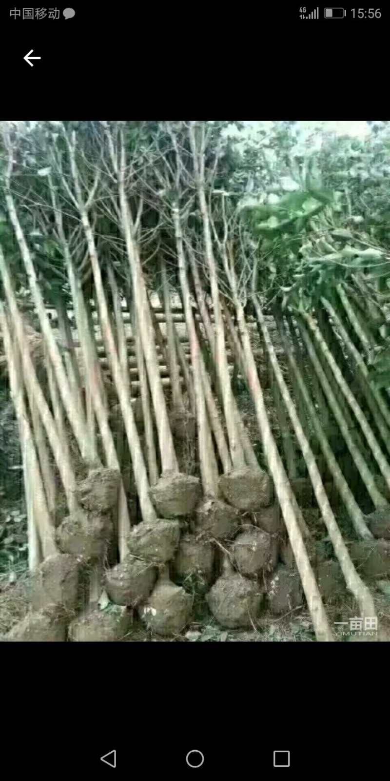 绿化苗木