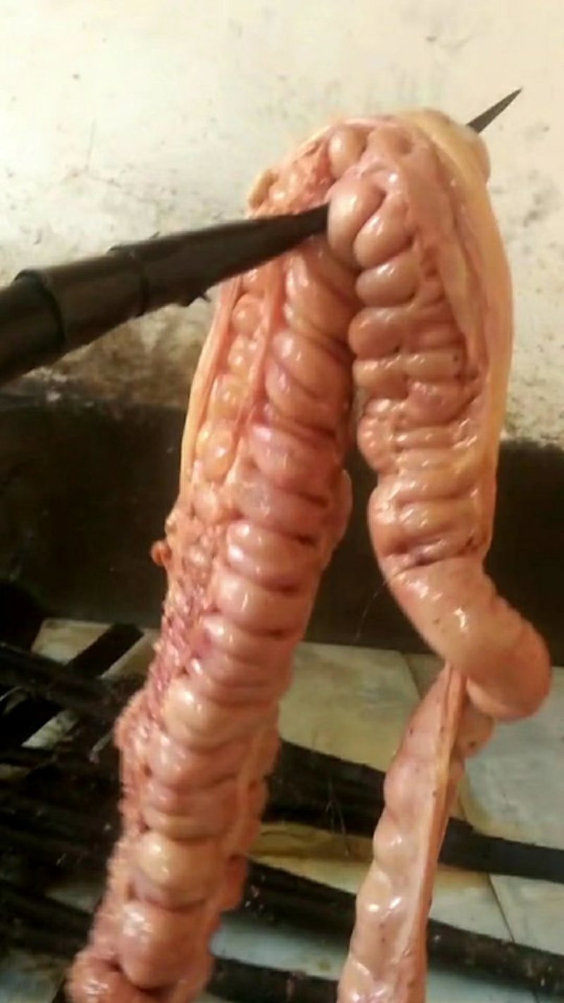 驴排驴鞭驴板肠现场屠宰活驴