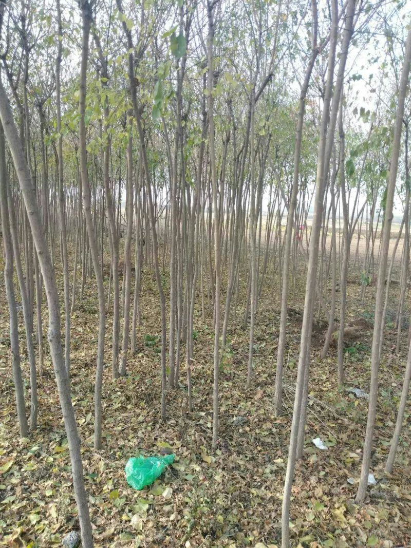 丝绵木