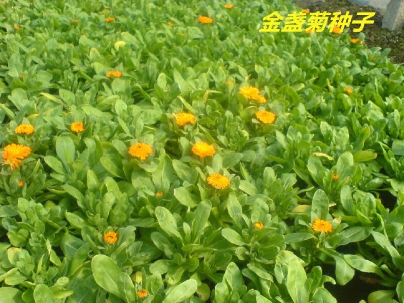 金盏菊种子发芽快花期长