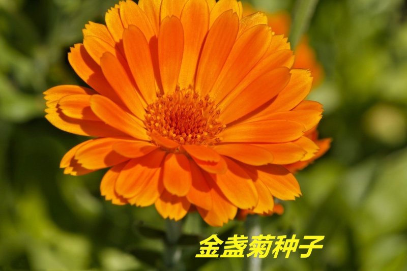 金盏菊种子发芽快花期长