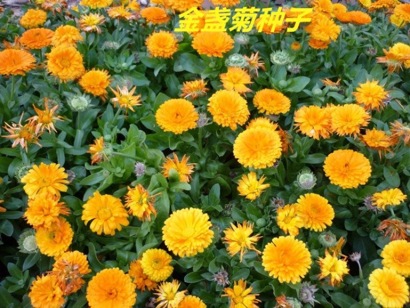 金盏菊种子发芽快花期长