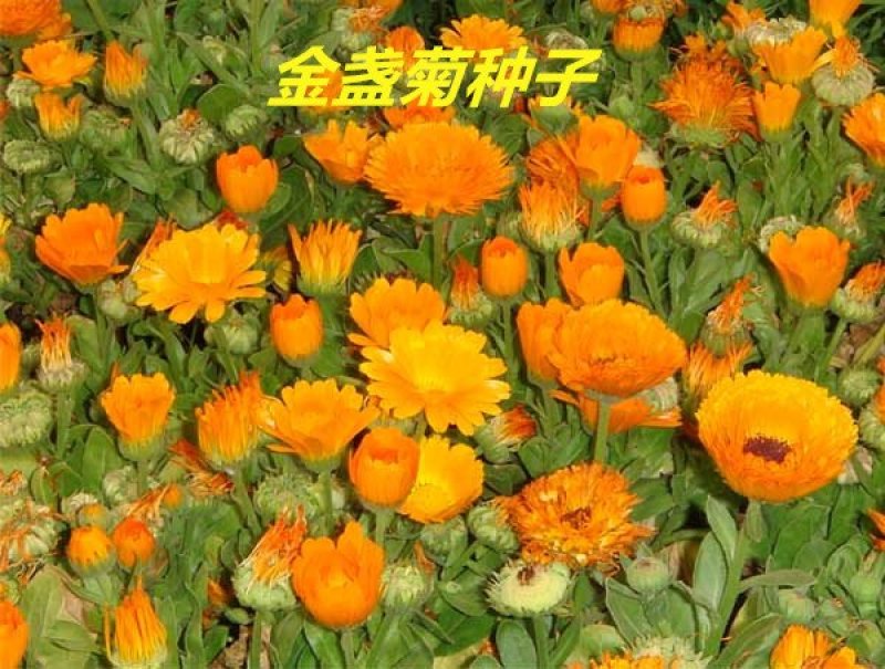 金盏菊种子发芽快花期长