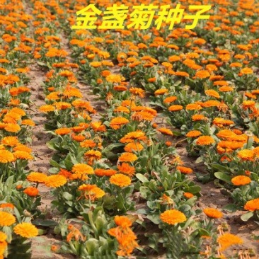 金盏菊种子发芽快花期长