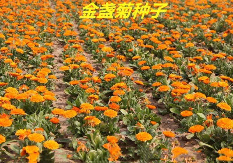 金盏菊种子发芽快花期长
