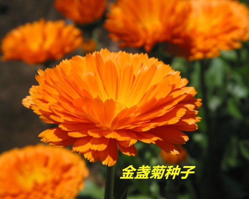 金盏菊种子发芽快花期长