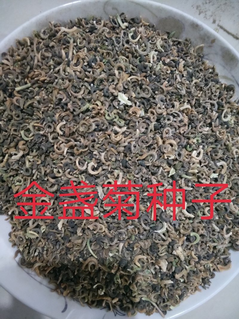 金盏菊种子发芽快花期长