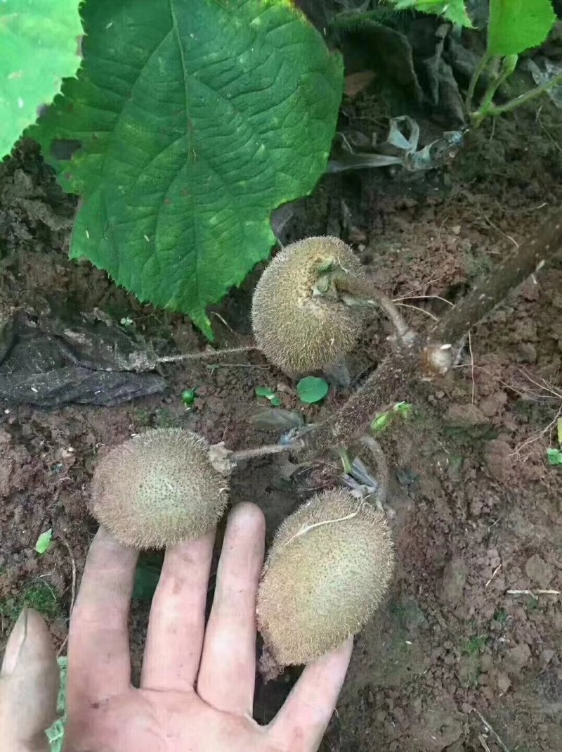 山东泰安猕猴桃苗红阳徐香红心根系发达成活率高，当年结果苗