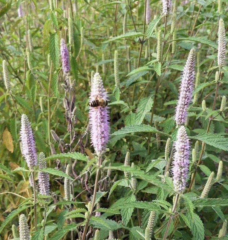 土蜂蜜，野香苏花蜜，波美度大于41结晶蜜