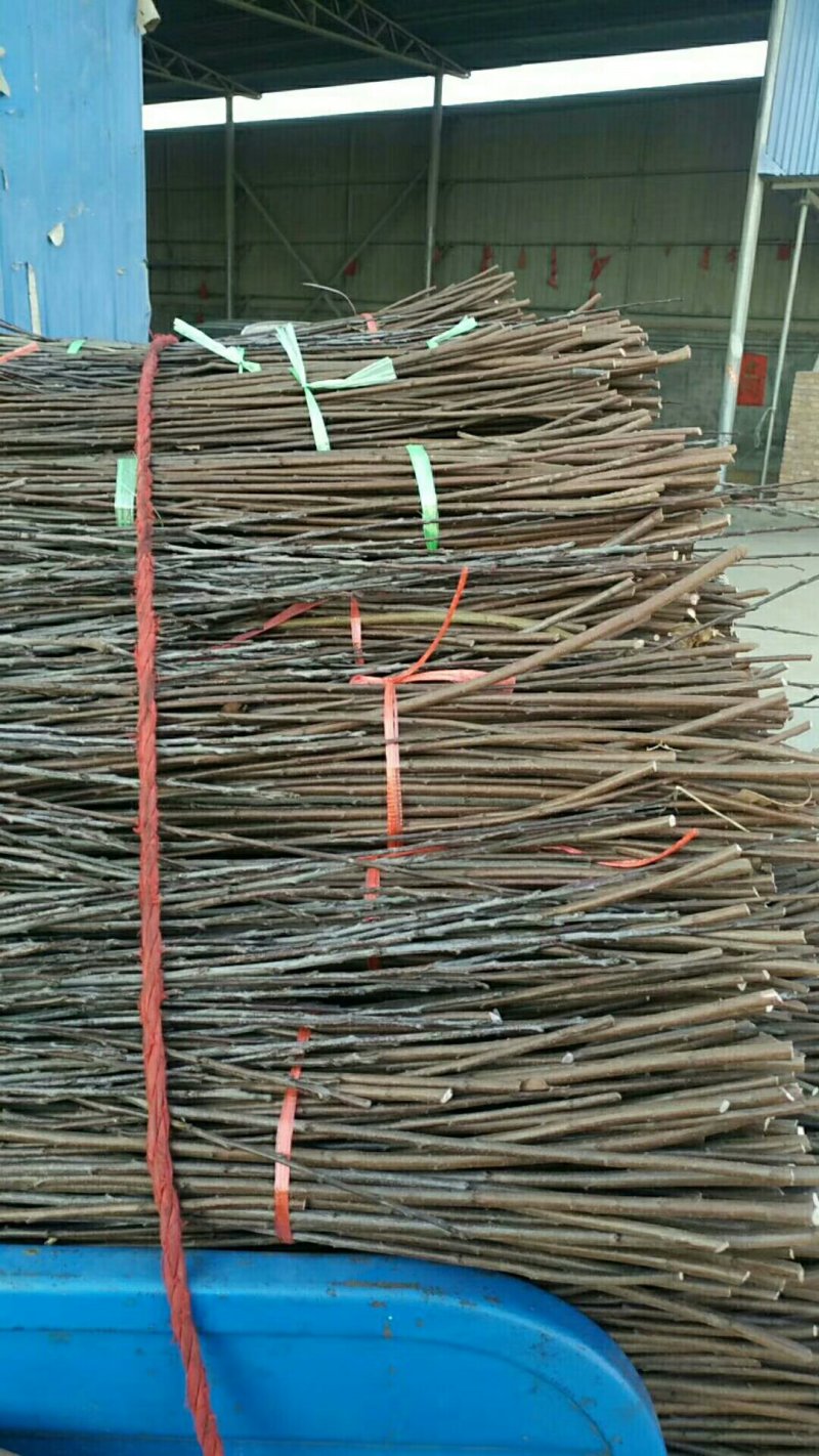 紫叶矮樱芽条，粗度0.4起步，长度60公分起步。