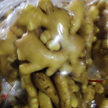 山东昌乐大姜，短胖姜，颜色好，形状好，质量杠杠滴