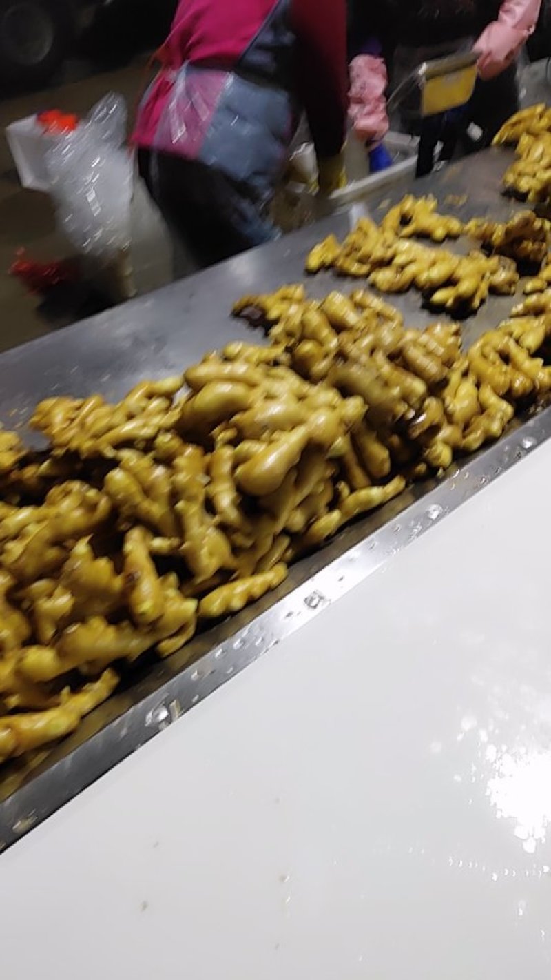 山东昌乐大姜，短胖姜，颜色好，形状好，质量杠杠滴