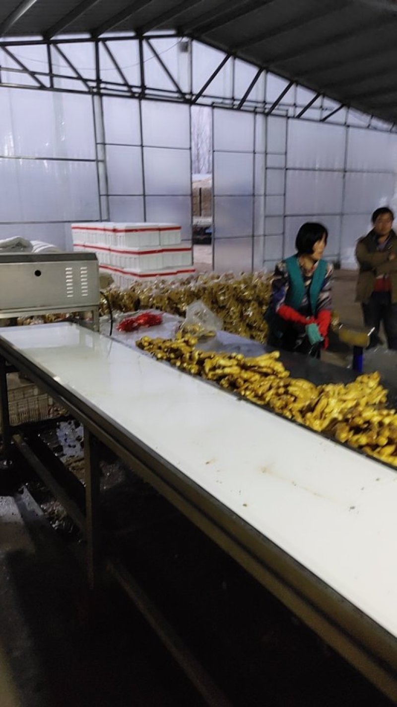 山东昌乐大姜，短胖姜，颜色好，形状好，质量杠杠滴