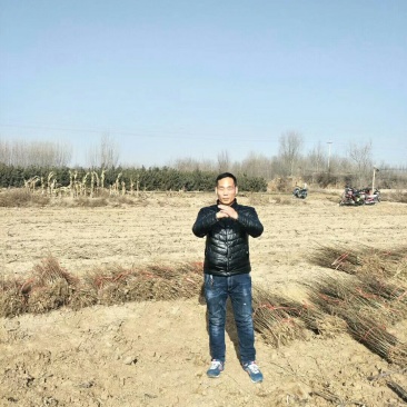 大刺皂角苗，0.4起步，0.5起步量大，批发零售，