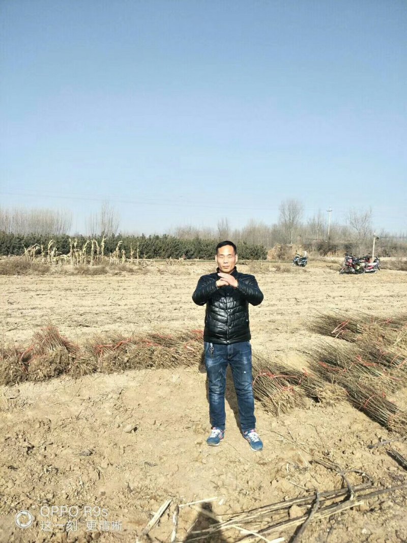 大刺皂角苗，0.4起步，0.5起步量大，批发零售，