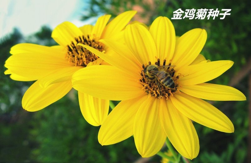金鸡菊种子发芽快花期长8-10斤/亩
