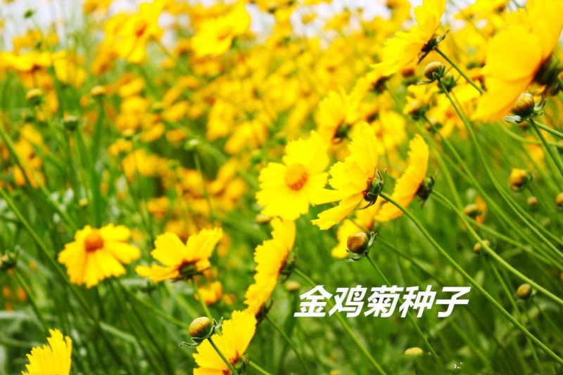 金鸡菊种子发芽快花期长8-10斤/亩