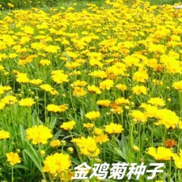 金鸡菊种子发芽快花期长8-10斤/亩