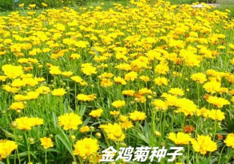 金鸡菊种子发芽快花期长8-10斤/亩
