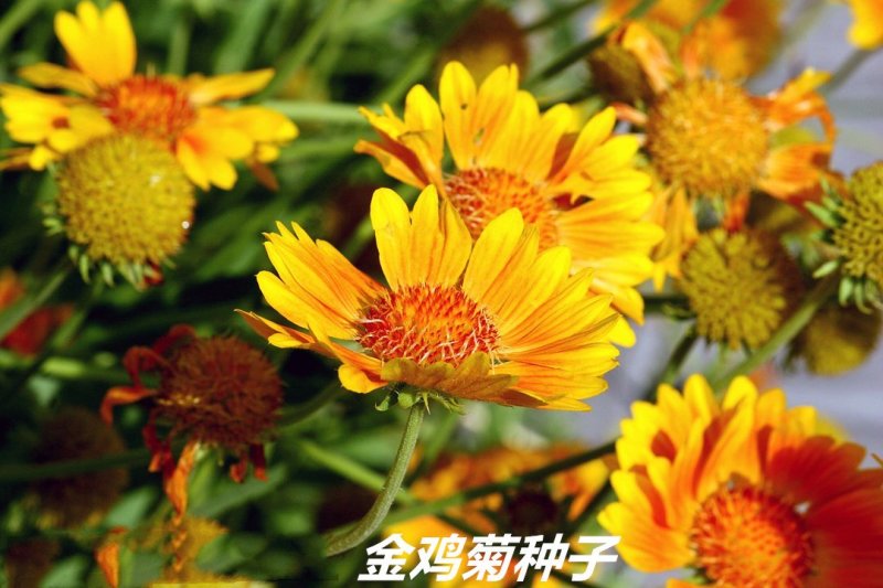 金鸡菊种子发芽快花期长8-10斤/亩