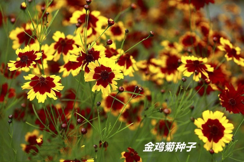 金鸡菊种子发芽快花期长8-10斤/亩