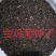 金鸡菊种子发芽快花期长8-10斤/亩