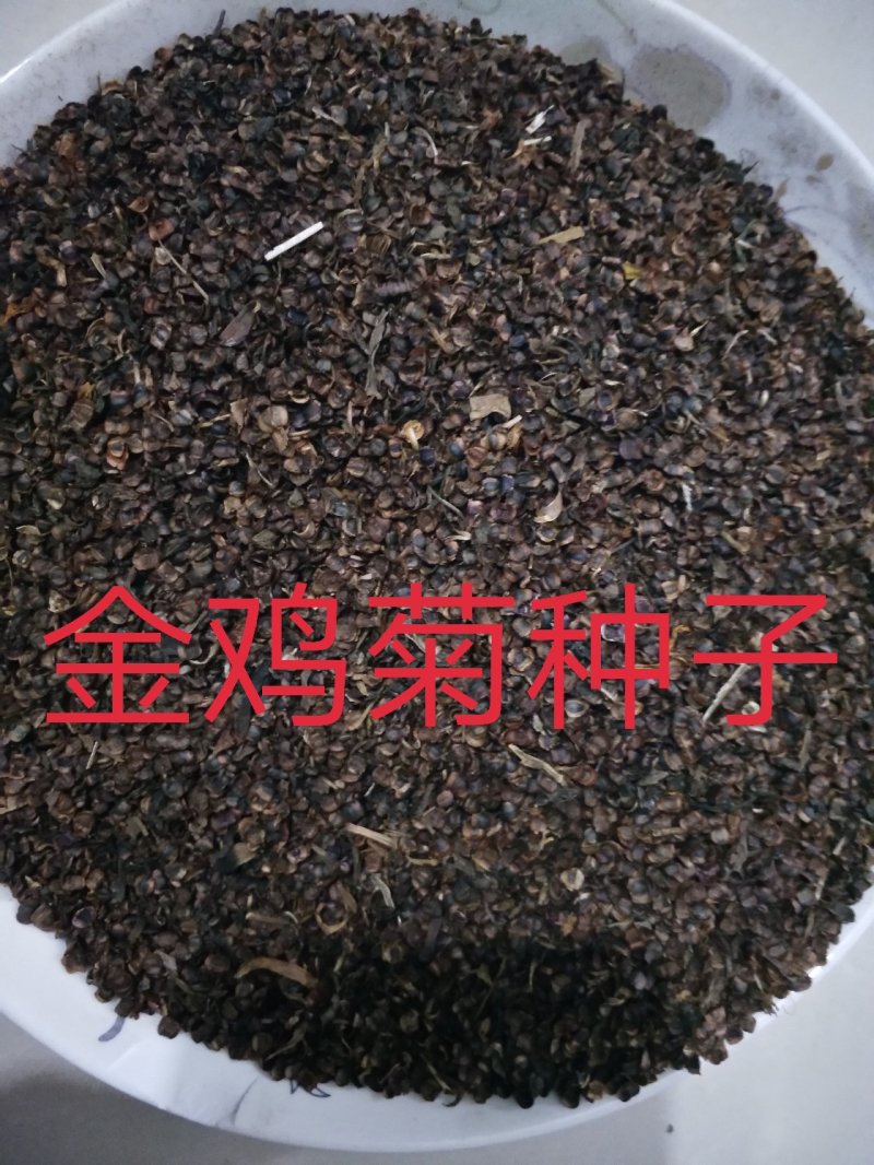 金鸡菊种子发芽快花期长8-10斤/亩