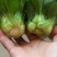 上海青苏州青小白菜8~10cm