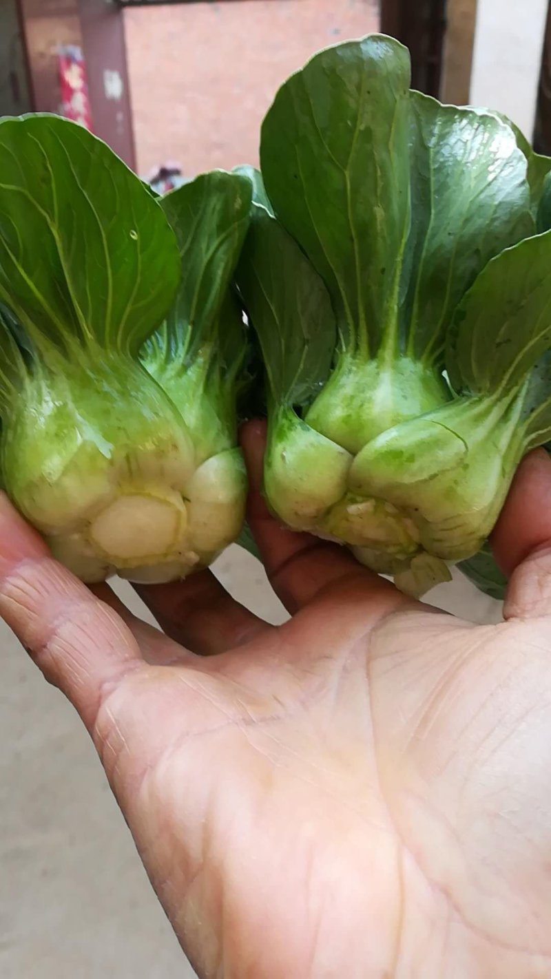 上海青苏州青小白菜8~10cm