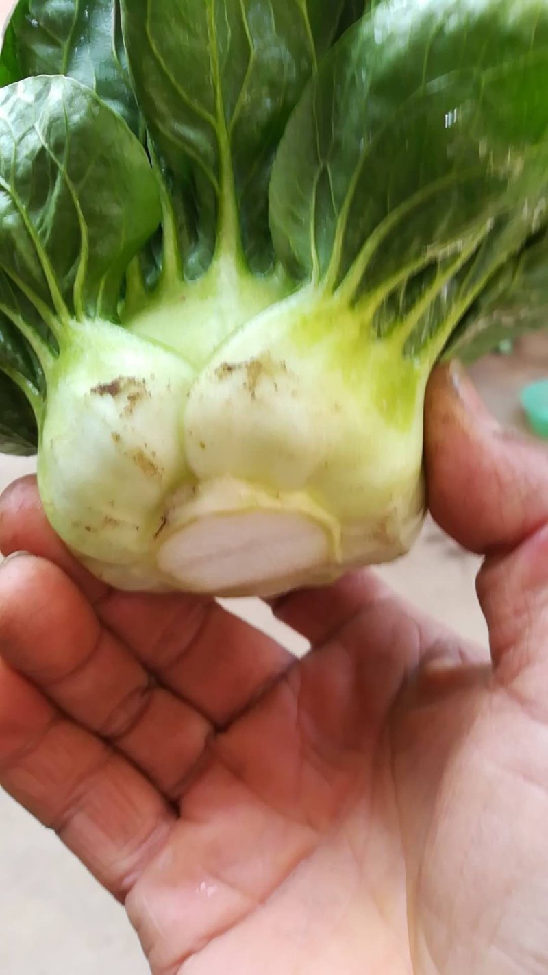 上海青苏州青小白菜8~10cm