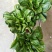 上海青苏州青小白菜8~10cm