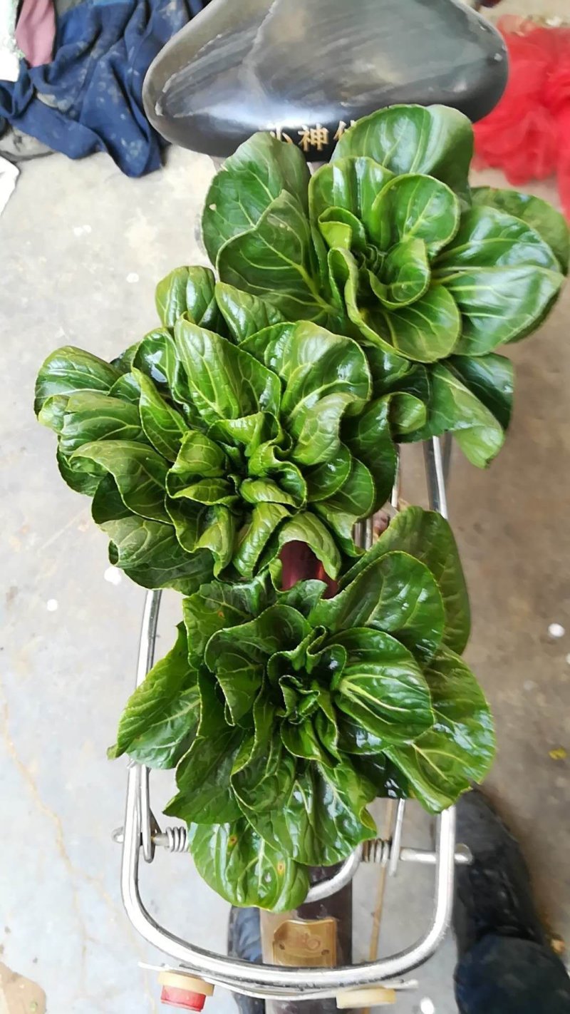 上海青苏州青小白菜8~10cm