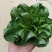 上海青苏州青小白菜8~10cm