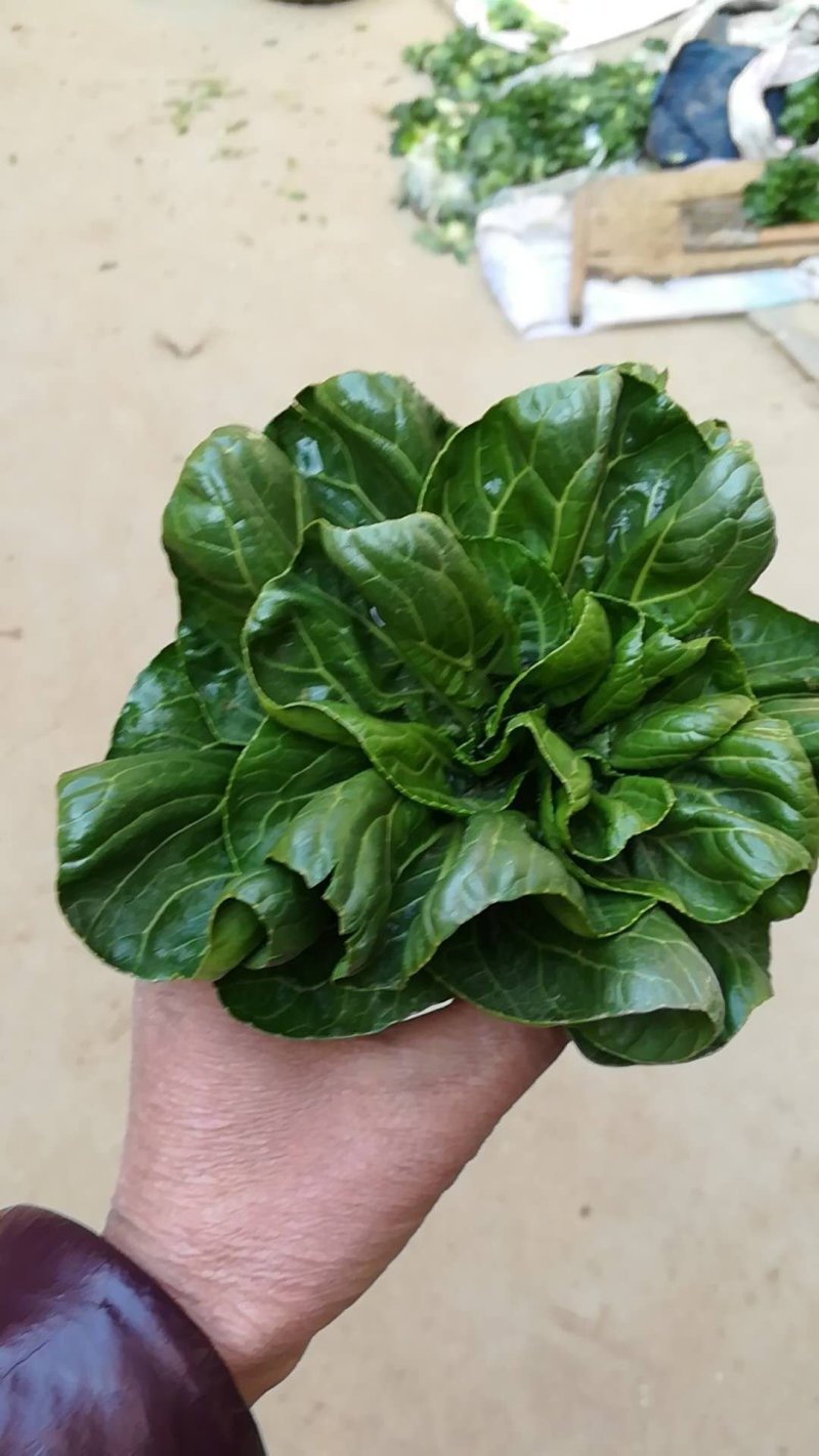 上海青苏州青小白菜8~10cm