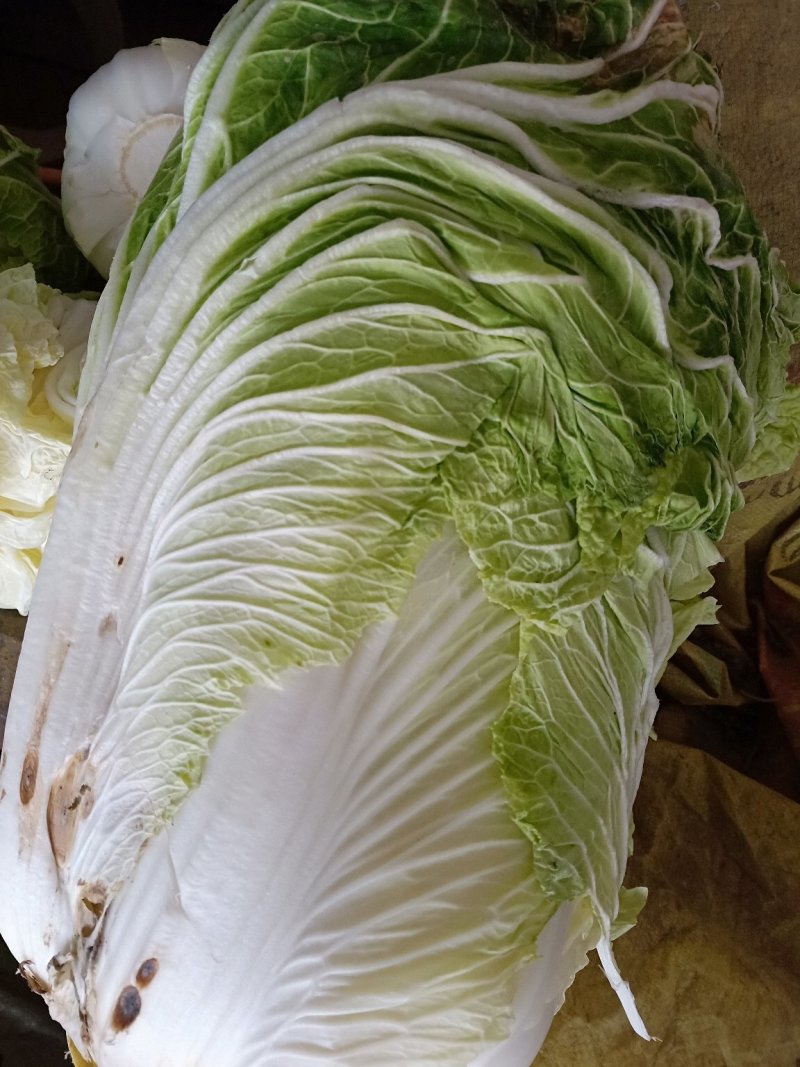 大白菜青杂三号净菜包装上车