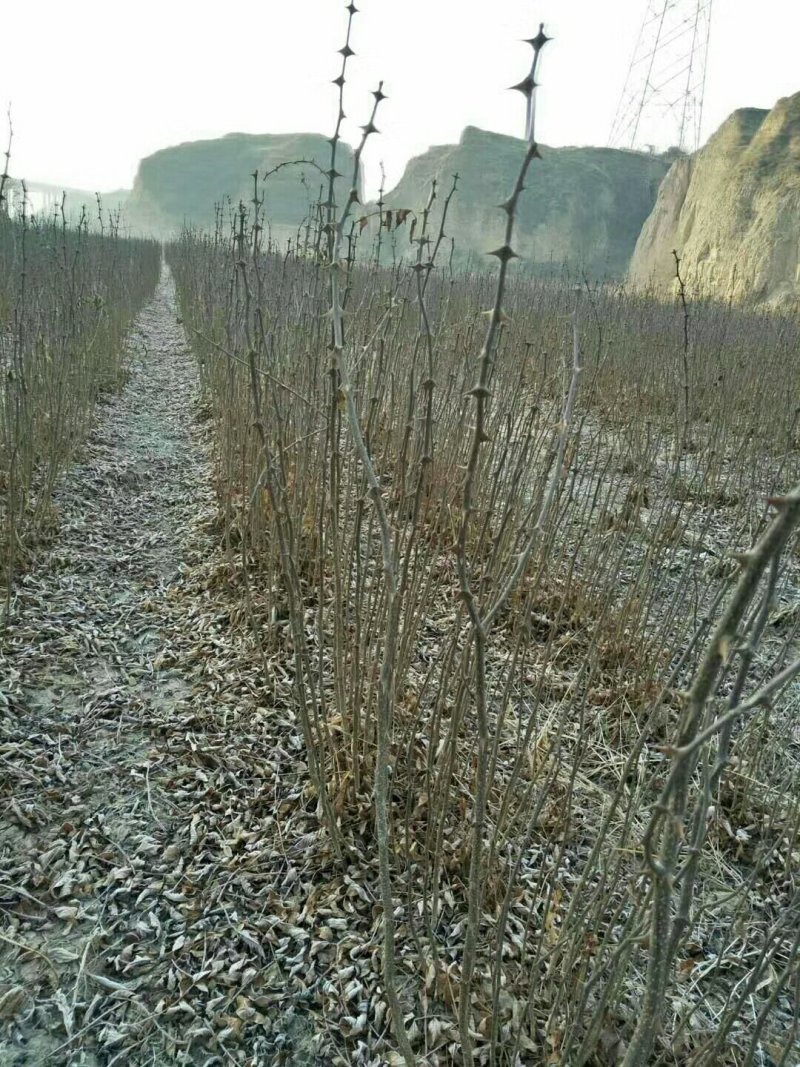大红袍花椒苗，，，，，，，，